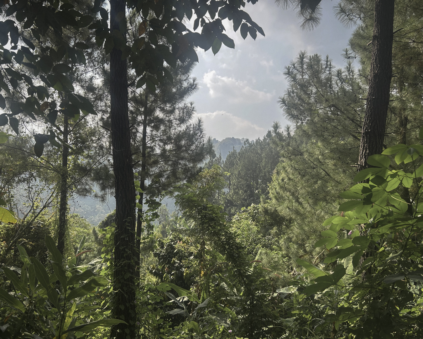 Gunung Anjasmoro Highland Canopy - Indonesian Coffee Origin